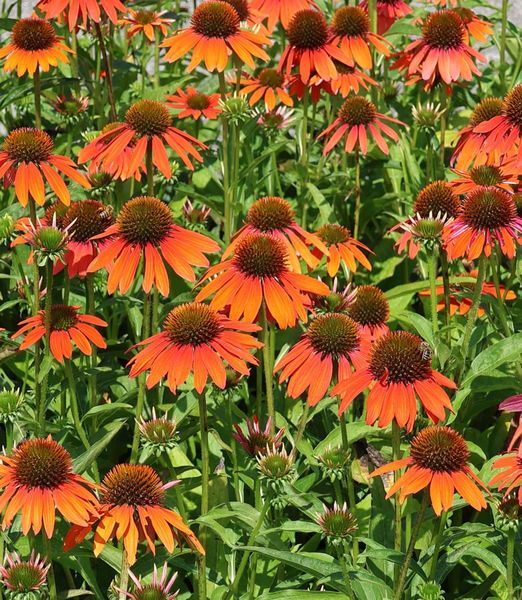Echinacea purpurea 'Lakota Orange'
